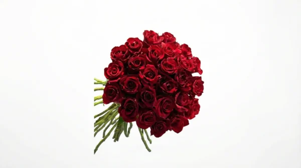 Ramo de Rosas 25 rosas